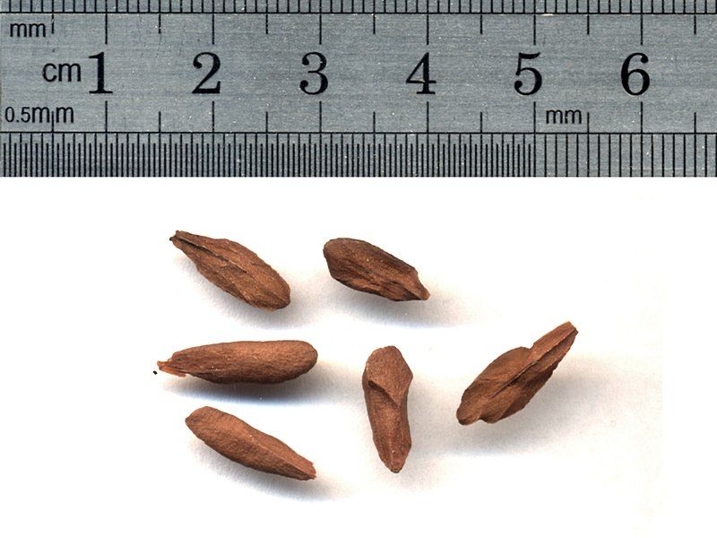 File:Seed petopentia natalensis.jpg