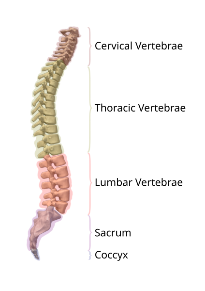 File:Segments of Vertebrae.svg