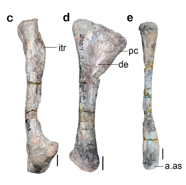 File:Shringasaurus limbs.png