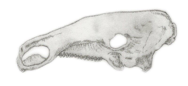 File:Silvisaurus skull.jpg