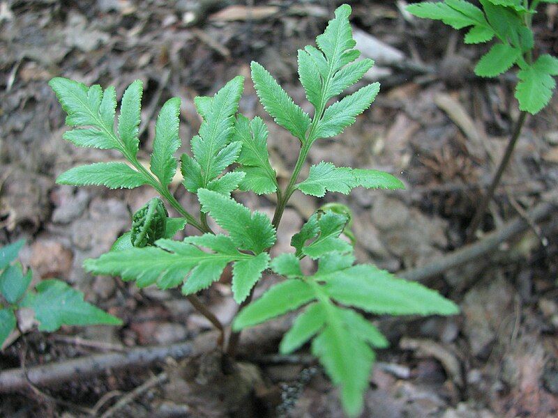 File:Southern Grapefern (9380467137).jpg