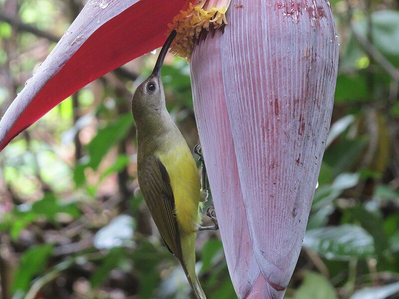 File:Spiderhunter sipping honey.jpg