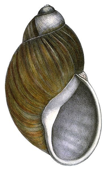 File:Strophocheilus popelairianus shell.jpg