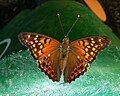 Tawny Emperor dorsal view