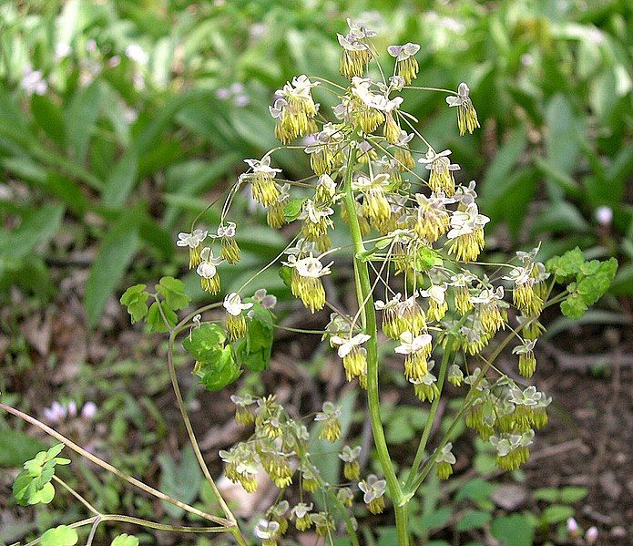 File:Thalictrum dioicum (1).jpg