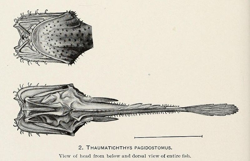 File:Thaumatichthys1.JPG