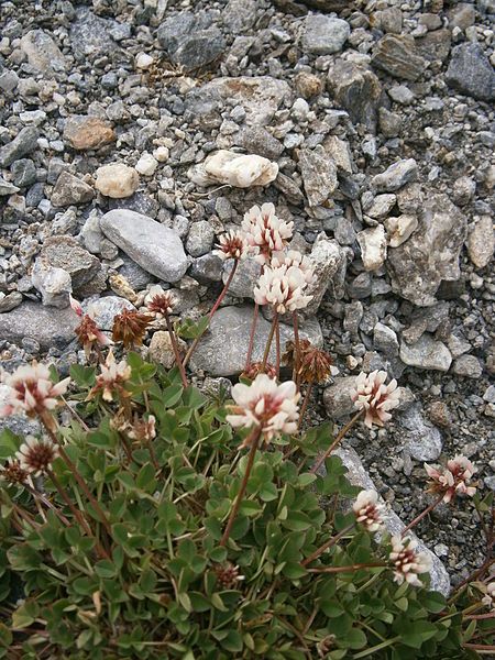 File:Trifolium pallescens 001.JPG