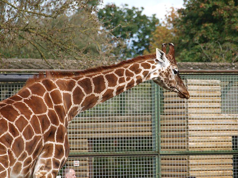 File:Twycross Zoo (8094465092).jpg