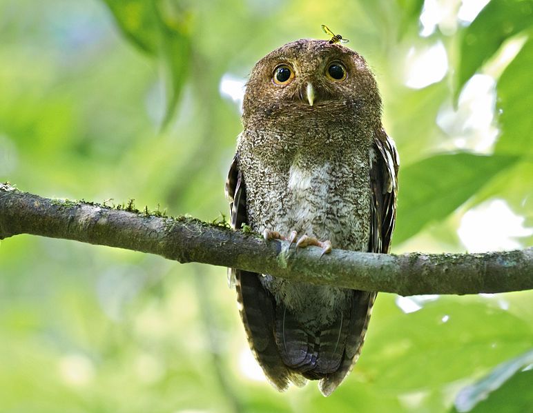 File:Vermiculated Screech-Owl.jpg