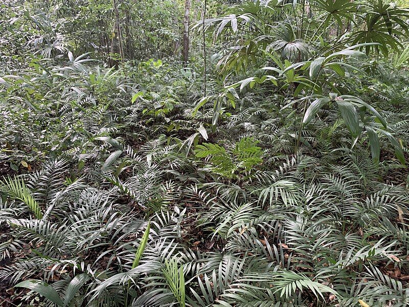 File:Xateenbosque.jpg (1).jpg