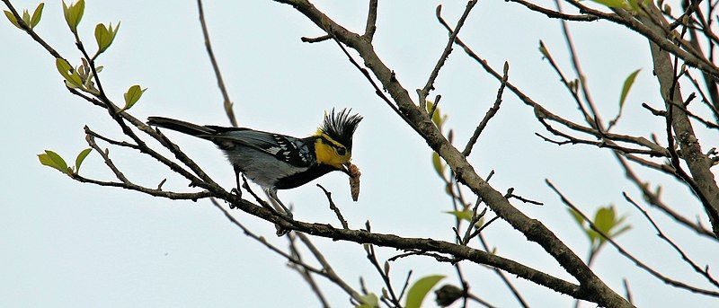 File:Yellow-cheeked tit.jpg