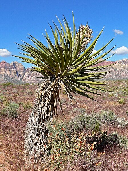 File:Yucca schidigera 6.jpg