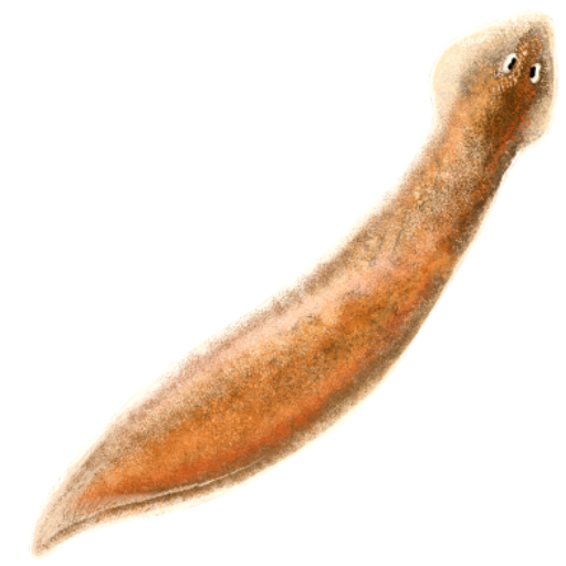 File:202107 Planaria.svg