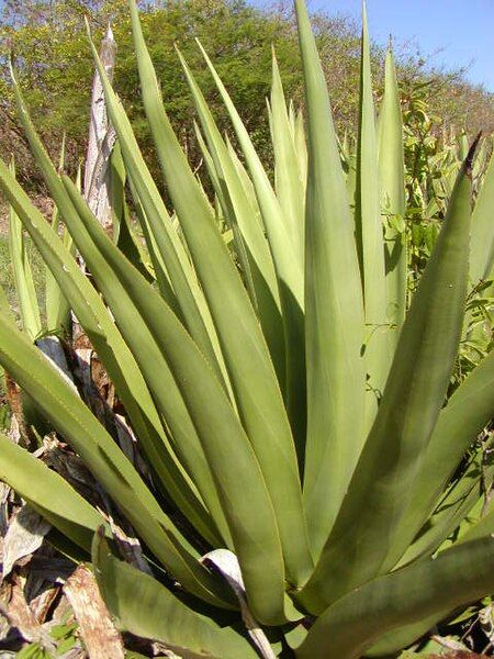 File:Agave eggersiana.jpg