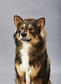 Alaskan Collie