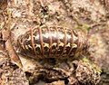 Armadillidium pictum