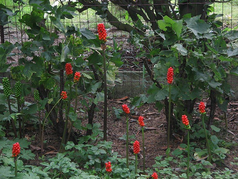 File:Arum italicum fruits01.jpg