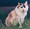 A 16-year-old female tortoiseshell Ragdoll cat. While tortoiseshell Ragdolls are actually colourpoint tortoiseshell-and-white (calico) in color, the nomenclature is different in this breed's descriptions of colors and patterns.[22]