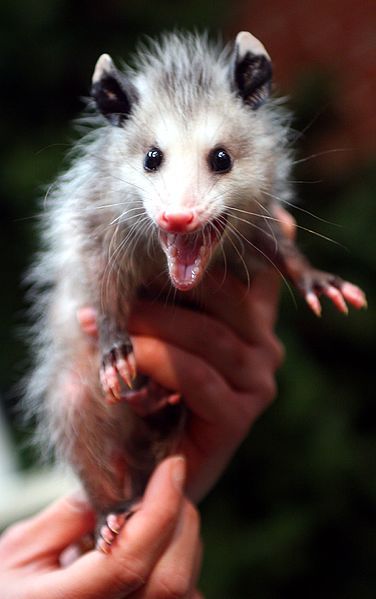 File:Baby opossum.jpg