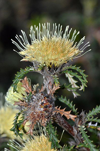 File:Banksia kippistiana.jpg