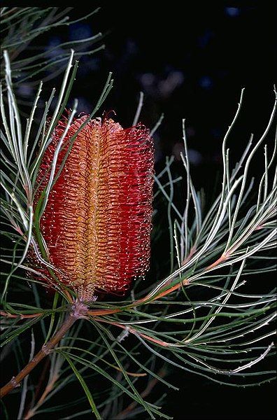 File:Banksia occidentalis.jpg