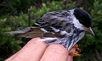 Blackpoll warbler