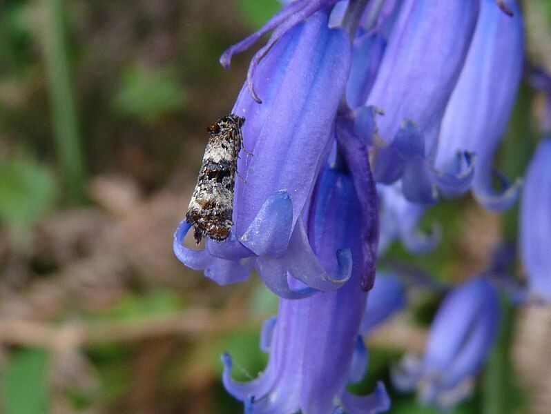 File:Bluebell Conch 3.jpg