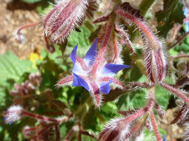 File:Borago-officinalis-20080330.JPG