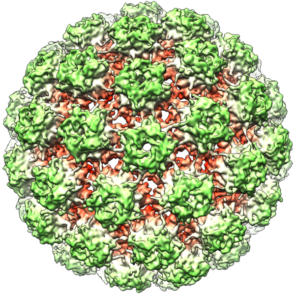 File:Bovine Papillomavirus Capsid.png