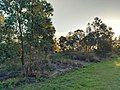 A bushland in the park's southern vicinity.