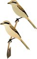 Brown Shrike