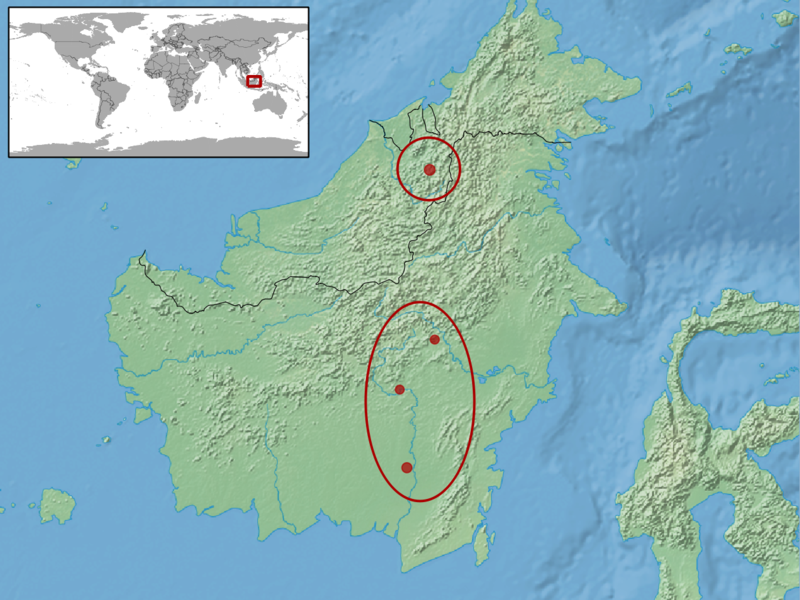 File:Calamaria lumholtzi distribution.png