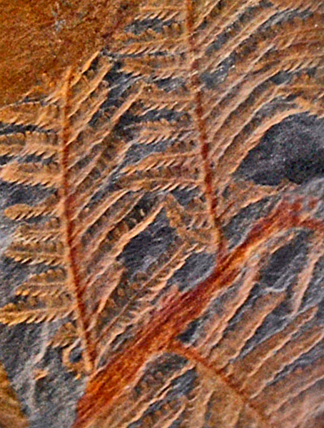 File:Callipteridium fossil cropped.png