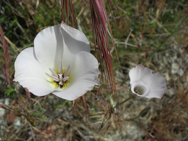 File:Calochortus invenustus.jpg