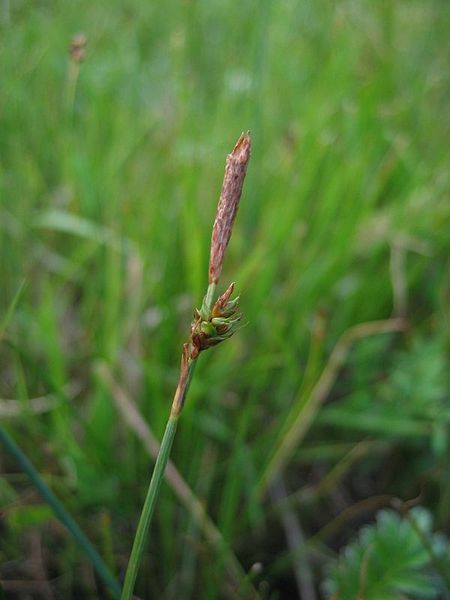 File:Carex distans maennl.jpeg