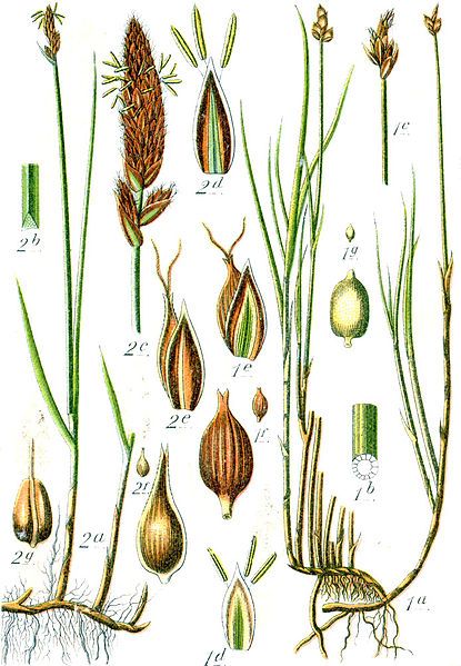 File:Carex spp Sturm26.jpg