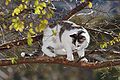 Cat on a tree branch.