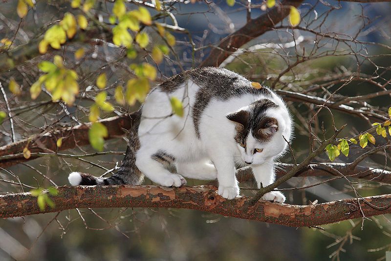 File:Cat in tree03.jpg