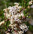 Ceanothus ophiochilus