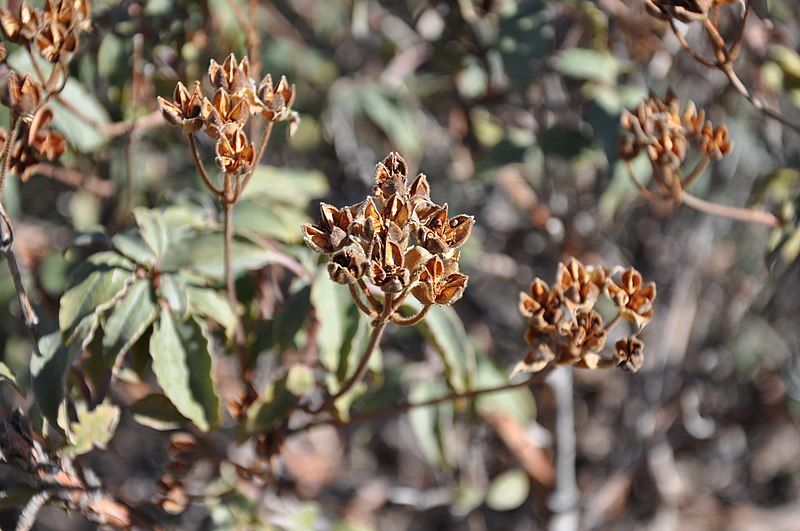 File:Cistus laurifolius 1.JPG