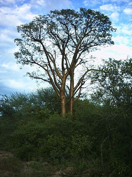 File:Cochlospermum tetraporum.JPG