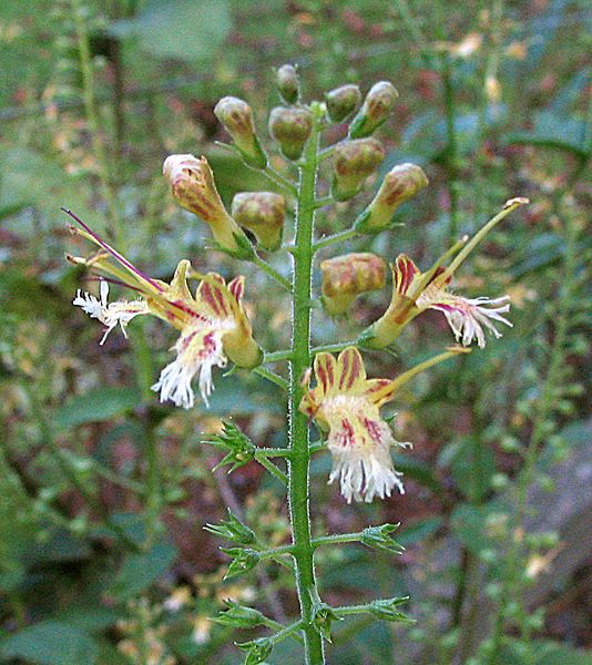 File:Collinsonia canadensis flowers.jpg