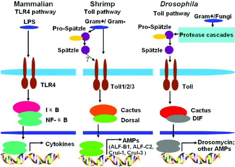 File:Comparison-of-Toll-pathways.png