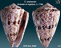 Conus araneosus (Solander in Lightfoot, J., 1786)