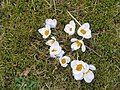 Crocus 'Blue Pearl'