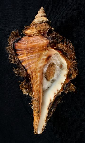 File:Cymatium tigrinum.jpg