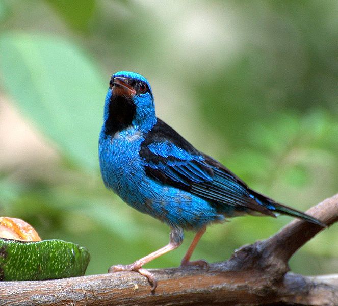 File:Dacnis cayana.jpg