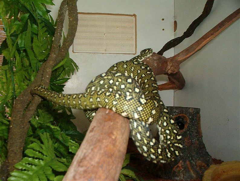 File:Diamond python.jpg