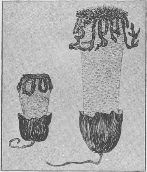 File:Dictybole-texensis.jpg