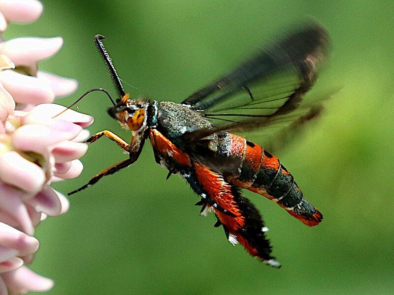 File:Eichlinia cucurbitae-hovering nectaring.jpg